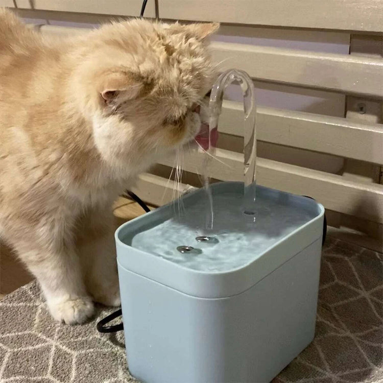 Pet Accessories